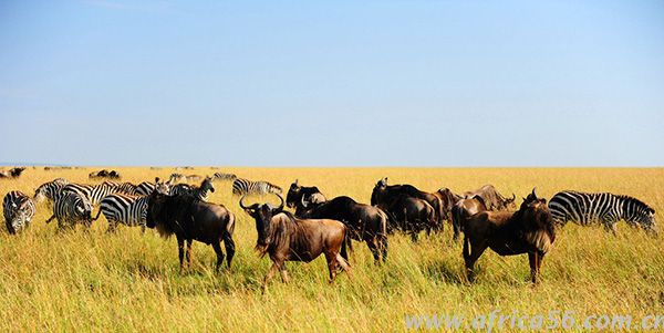 肯尼亞 肯尼亞貿(mào)易法規(guī)