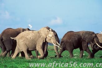 肯尼亞限制動(dòng)植物出口