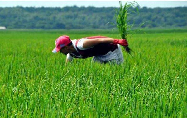 敵草快、草銨膦將推出歐盟市場(chǎng)_出口農(nóng)藥_旭洲物流
