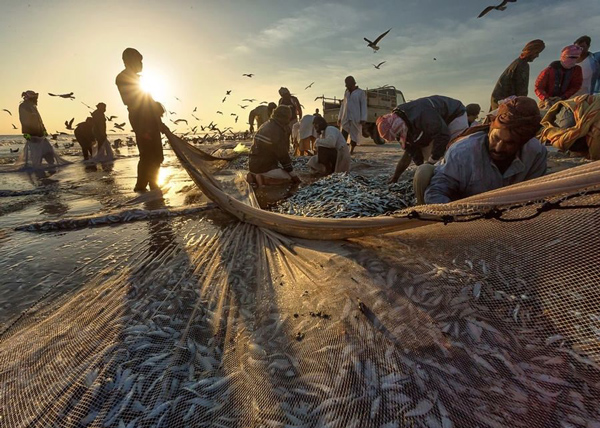 加納政府推進(jìn)捕魚業(yè)可持續(xù)發(fā)展_非洲物流_上海旭洲