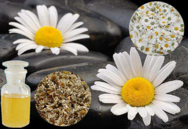 肯尼亞除蟲菊發(fā)展情況_非洲海運(yùn)_旭洲物流