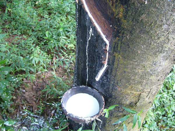 尼日利亞橡膠工業(yè)發(fā)展情況_非洲海運(yùn)_旭洲物流